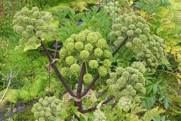 Angelica